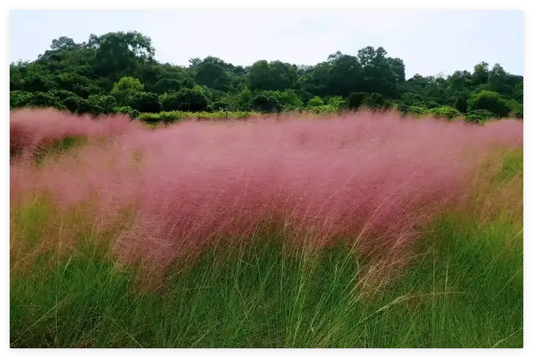 陌上花公園 - 粉黛亂子草花