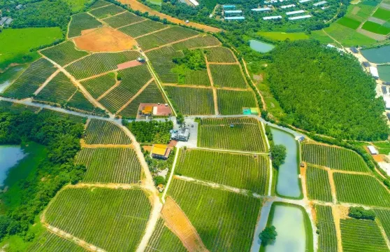 璦露德瑪蘆薈莊園