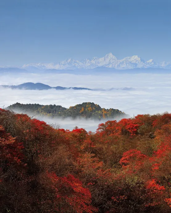 成都8天團·🍁飛機去高鐵回【獨家】連住3晚九寨天堂洲際酒店※深度遊覽九寨溝(獨立包車)、峨眉山金頂(獨立包車)、黃龍、樂山大佛遊船、大熊貓繁育研究基地、漫遊成都City Walk