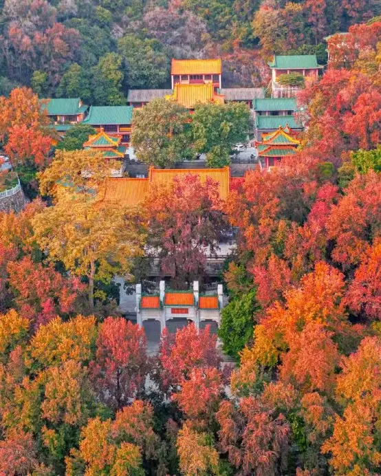 江門+中山2天團·《深秋童話賞紅葉》
保證入住2026年全新開業國際品牌Hawthorn BY WYNDHAM ~新會浩楓溫德姆酒店
全港獨家菜單【(位上)羊肚菌燉大花膠+(位上)花菇扣鵝掌宴】