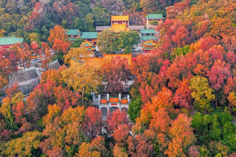 江門+中山2天團·《深秋童話賞紅葉》
保證入住2026年全新開業國際品牌Hawthorn BY WYNDHAM ~新會浩楓溫德姆酒店
全港獨家菜單【(位上)羊肚菌燉大花膠+(位上)花菇扣鵝掌宴】