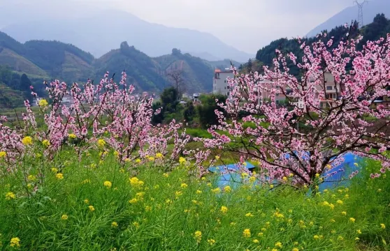 小林芝~九峯山李花