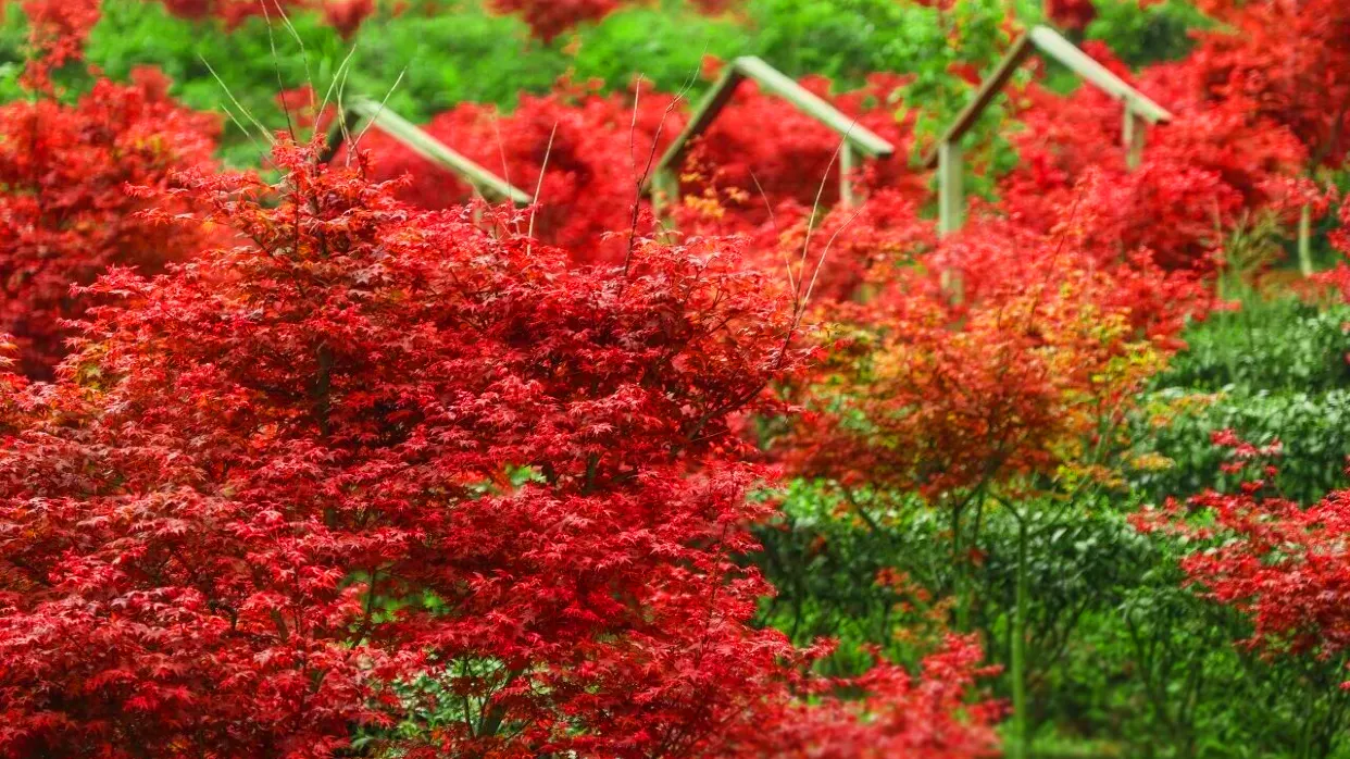 嶺南紅葉世界