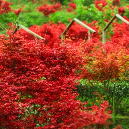新豐2天團·《楓紅物語》
「嶺南紅葉世界秋楓」(漫山紅葉層林盡染，滿目映紅)
「煙雨茶田」「天空之鏡~天梯」「霍比特小屋」 
保證入住紅葉世界風景區內酒店~獨立別墅星空玻璃房