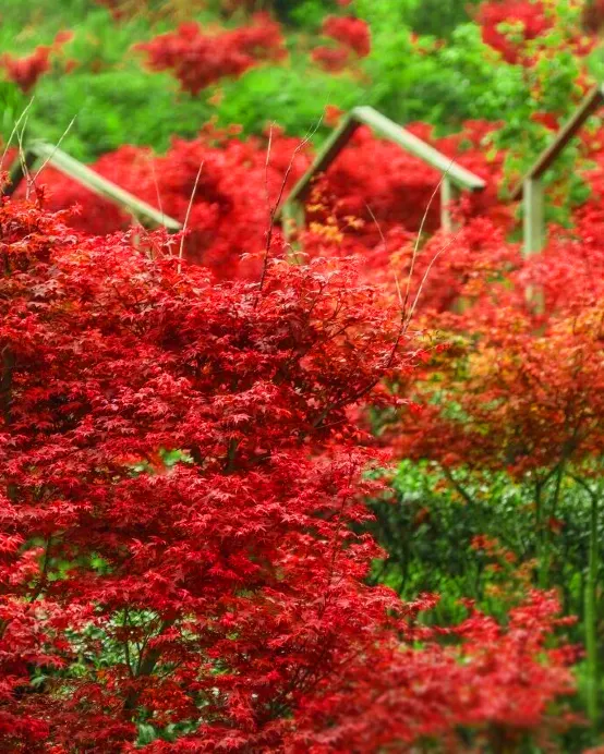 新豐2天團·《楓紅物語》
「嶺南紅葉世界秋楓」(漫山紅葉層林盡染，滿目映紅)
「煙雨茶田」「天空之鏡~天梯」「霍比特小屋」 
保證入住紅葉世界風景區內酒店~獨立別墅星空玻璃房