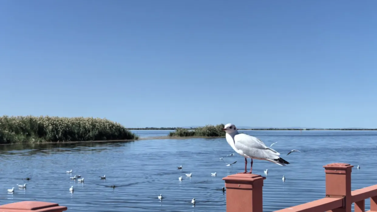 烏梁素海