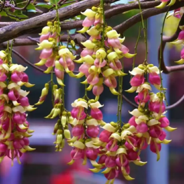 英德+連州+清遠3天團·連州森度遊~6大花海「油菜花、連州桃花、禾雀花海、櫻花、黃花風鈴、格桑花」「湟川三峽」「連州地下河」