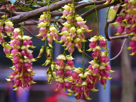 英德+連州+清遠3天團·連州森度遊~6大花海「油菜花、連州桃花、禾雀花海、櫻花、黃花風鈴、格桑花」「湟川三峽」「連州地下河」