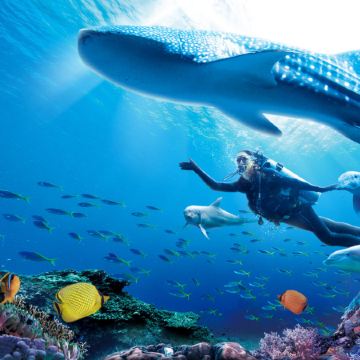 珠海+佛山3天團·復活節玩轉大灣區親子樂園 保證VIP包廂享用【金湯花膠雞(位上)+海膽醬焗小青龍宴(保證每人半隻)】