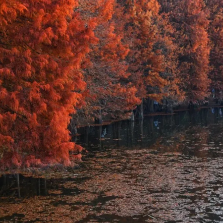 江門+中山2天團·《童話深秋“賞紅葉+賞紅杉”》
堂做【霸皇鮑鳳歸巢宴】【(位上)菊花金湯銀翅浸金蠔+(位上)花菇鮑汁燴海參宴】
保證入住2025年全新開業國際品牌Hilton旗下~南區希爾頓花園酒店